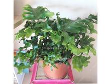 ��������� ���� ������� �������  (Phlebodium Nicolas Diamond ) - 450 ���.