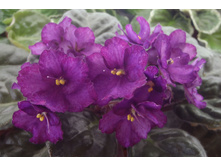 Buckeye Embellished ��.jpg