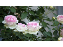 ���� �� ������