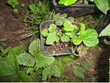 ����������  50,00