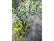 ������ 3 ����. 50 � - ��� 3 ���� �� �����.