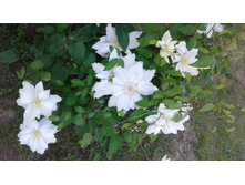 �������� �����