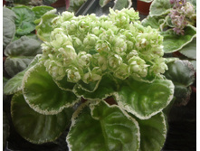 ��-���� �����.jpg