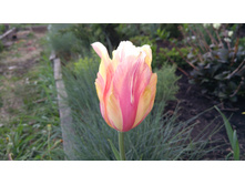 IMG 20190510 171750.jpg