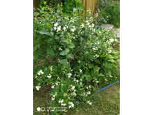 IMG 20190616 101352.jpg