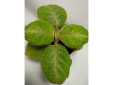 Lilacine Viridis