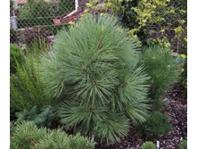 ����� Pinus jeffreyi Joppi C5 20-35==33,26 ����, ���� 17-20 ��.jpg