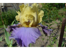 ���� ����