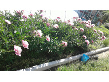 ������ ����� - �������� ����