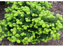 ����� Abies koreana Nana P15 60+ ��==820 �.-.jpg