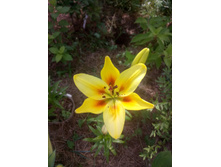 ����� ���