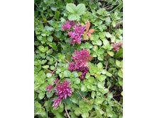 ������ �������������� 30-50 ���