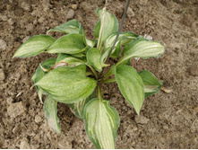 ���� ������