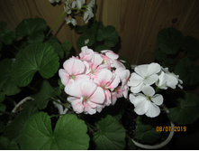 ��� ������� ������ ���� �����