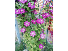 IMG 20190626 194248.jpg