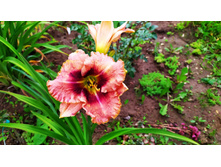 IMG 20190724 110752.jpg