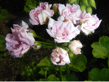 ���� ��������