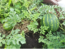 ������ ����������