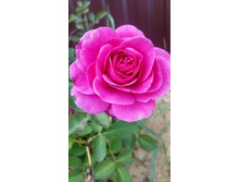 ����� ����