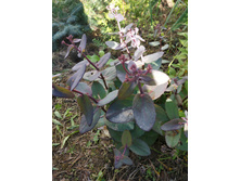 ������ Purple Emperor