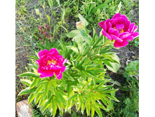 IMG 20190713 200134.jpg