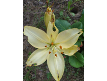 ������ �����������