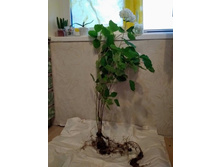 ������ ����� ���������. ��������� 200 ���. (� ������� ����� �� 100 ���.)