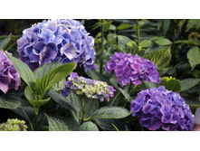 ��������� � � ������