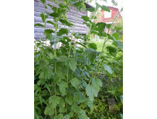 ����� �������������. ������� 100 ���.