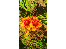 IMG 20190728 094202.jpg