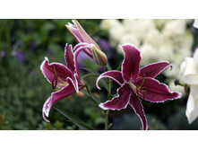 ����� ��� ���