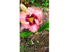 ������ �������