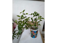 �������� ������� ��������� (Vinca major Variegata) �� 30 ���.