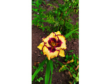 ������ �����