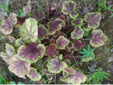 ����� ������