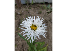 ������� ��� ����