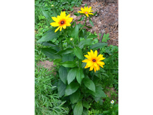 �������� ����������