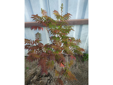 �������� ���