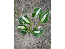 ����� ����