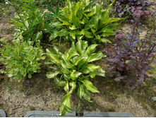 IMG 20190721 105017.jpg