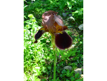 ���� Brasilia