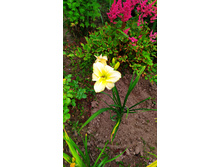 ������ ����