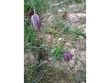 ������ ���������