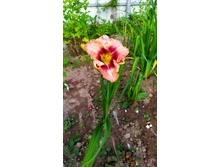 ������ �������