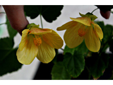 �����-����� - 250 ���.