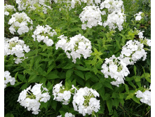 IMG 20190711 222832.jpg