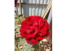 ��������� ��� ����