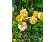 IMG 20190630 180013.jpg