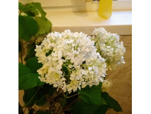 ��������� ���������� (������ ���� �� �������).