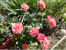 IMG 20190624 150047.jpg